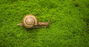 snail-3700555_1280